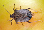 Stink bug