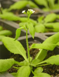 arabidopsis plant