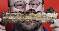 scharf termites