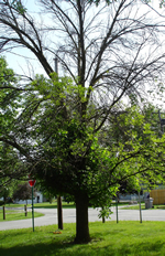 dying ash tree