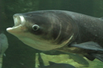 asian carp