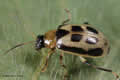 bean leaf beetle