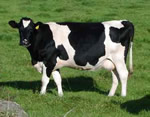 dairy cow