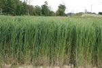 switchgrass