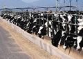 cattle cafo