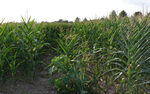 drought cornfield