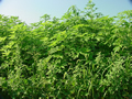 giant ragweed