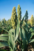 sorghum