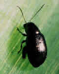 corn flea beetle