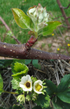 fruit tree