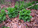garlic mustard