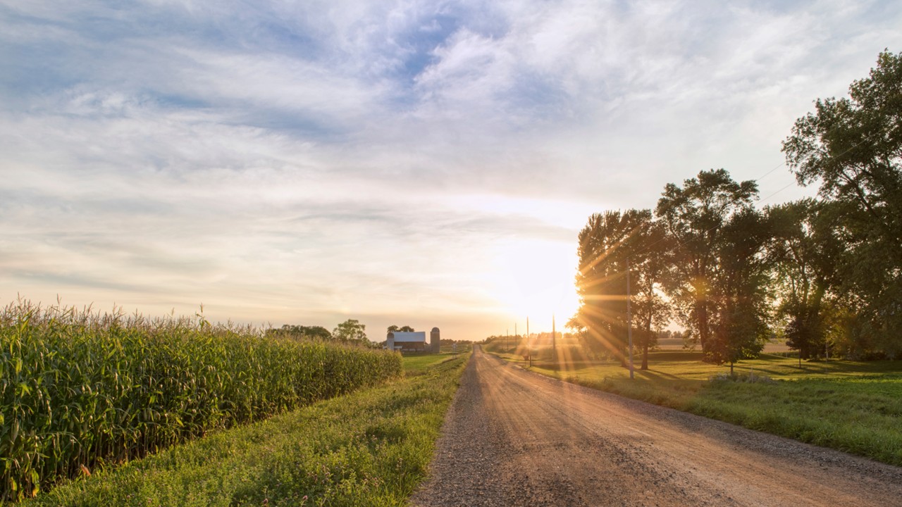 Corn field along a rural Indiana farm road at sunrise