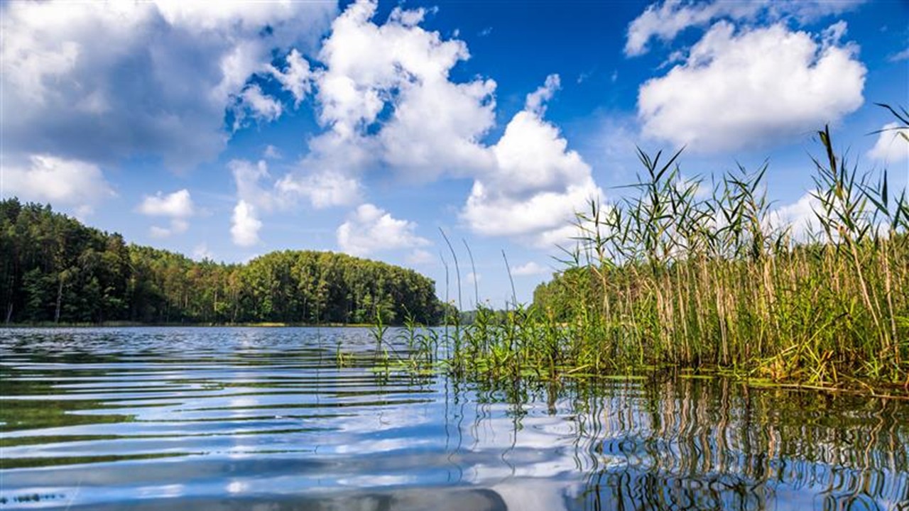 Wetland shoreline with emergent vegetation along a calm lake under blue sky