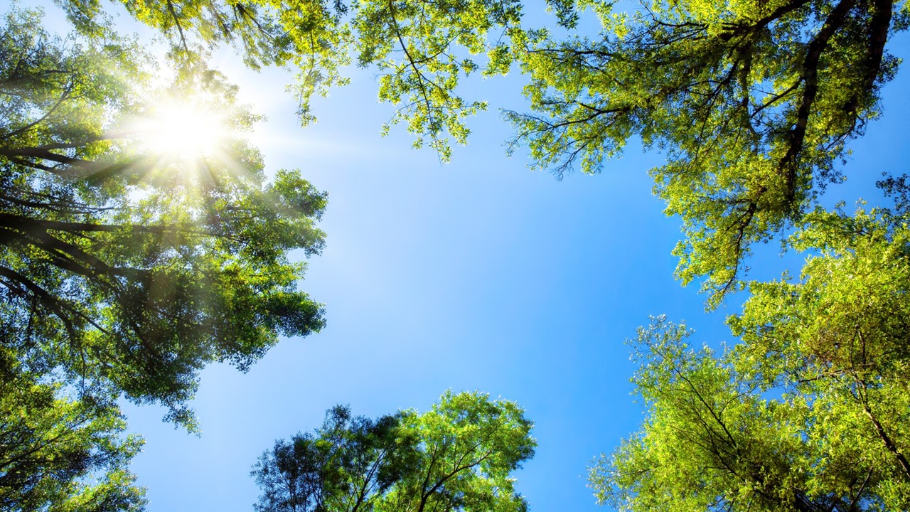 Sunlight filtering through a leafy deciduous forest canopy in summer