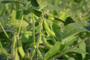 soybean plants up close