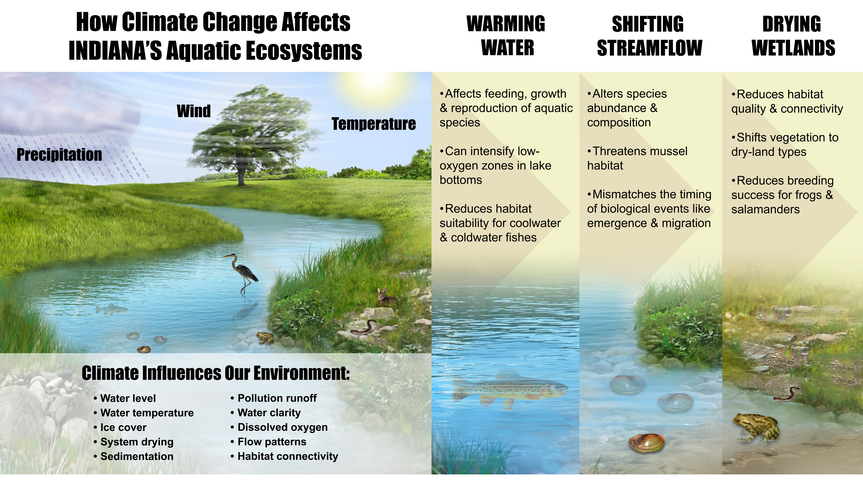 An illustration of a few of the key ways in which climate change will affect Indiana’s aquatic ecosystems.