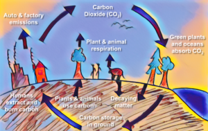 carbon cycle diagram