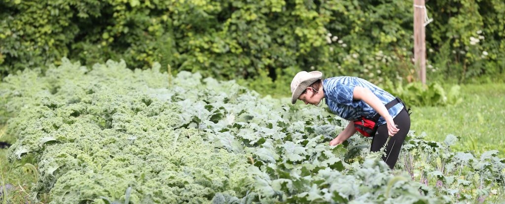 Maxwell Tract working in vegetable garden