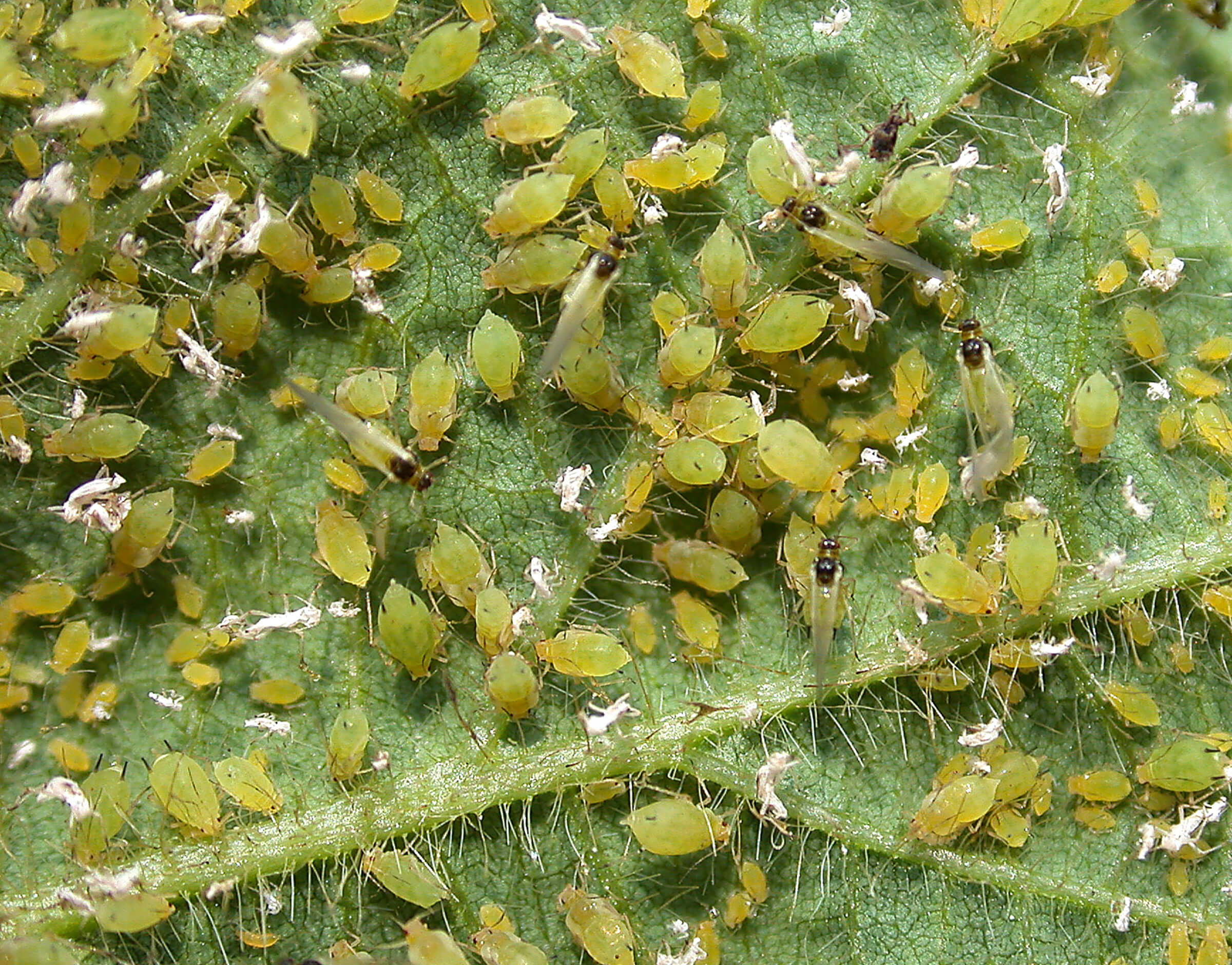 As part of a two-year study covering seven states, extension specialists measured the effectiveness of commonly used insecticides against soybean aphids. (Purdue University Entomology Extension)