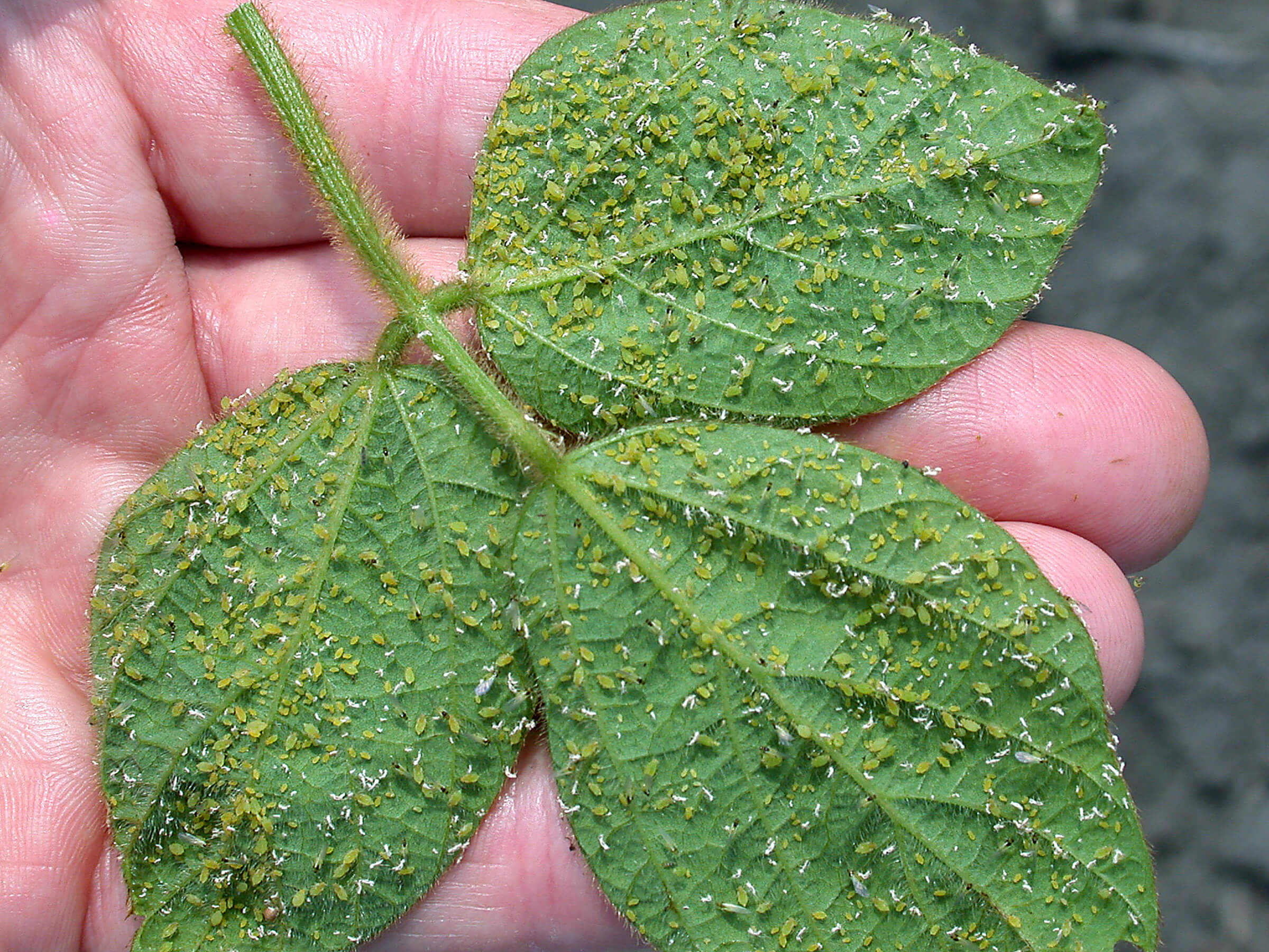 Extension specialists recently released a two-year, multi-state study to measure the effectiveness of insecticide treatments in providing protection against soybean aphids. (Purdue University Entomology Extension) 