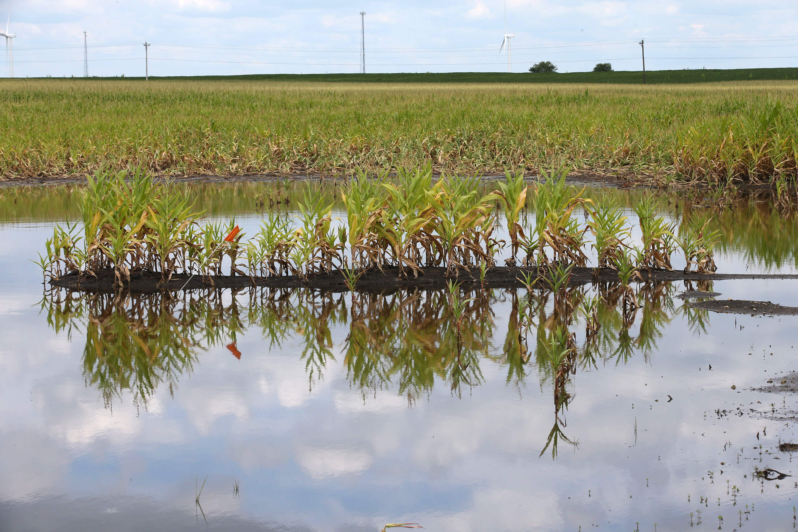 Heavy rains last spring caused flooding and ponding in many Indiana farm fields, but the crop largely recovered, providing some reason for optimism to Hoosier farmers facing similar soggy conditions this year. (Purdue Agricultural Communication photo/Tom Campbell) 