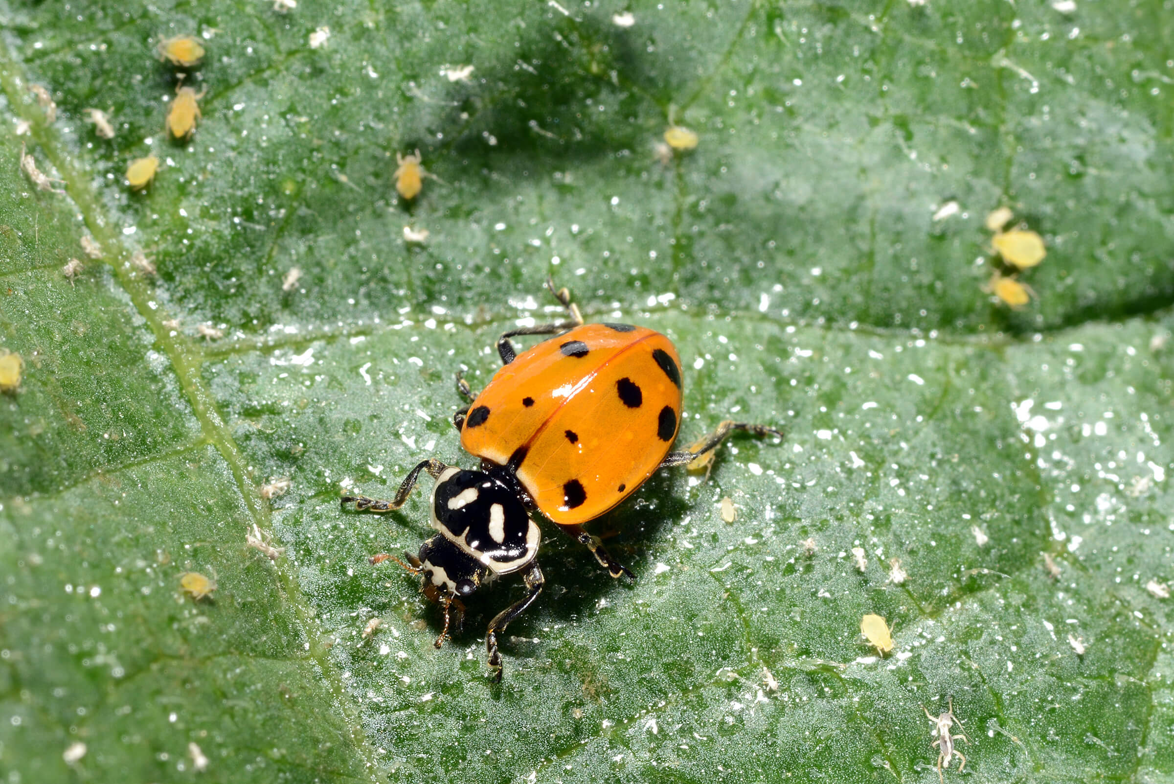 Predators like the lady beetle are important components of vegetable production systems. Purdue researcher Laura Ingwell is working to find the right size insect exclusion screen to keep pests out but allow predators in. (Photo by John Obermeyer)