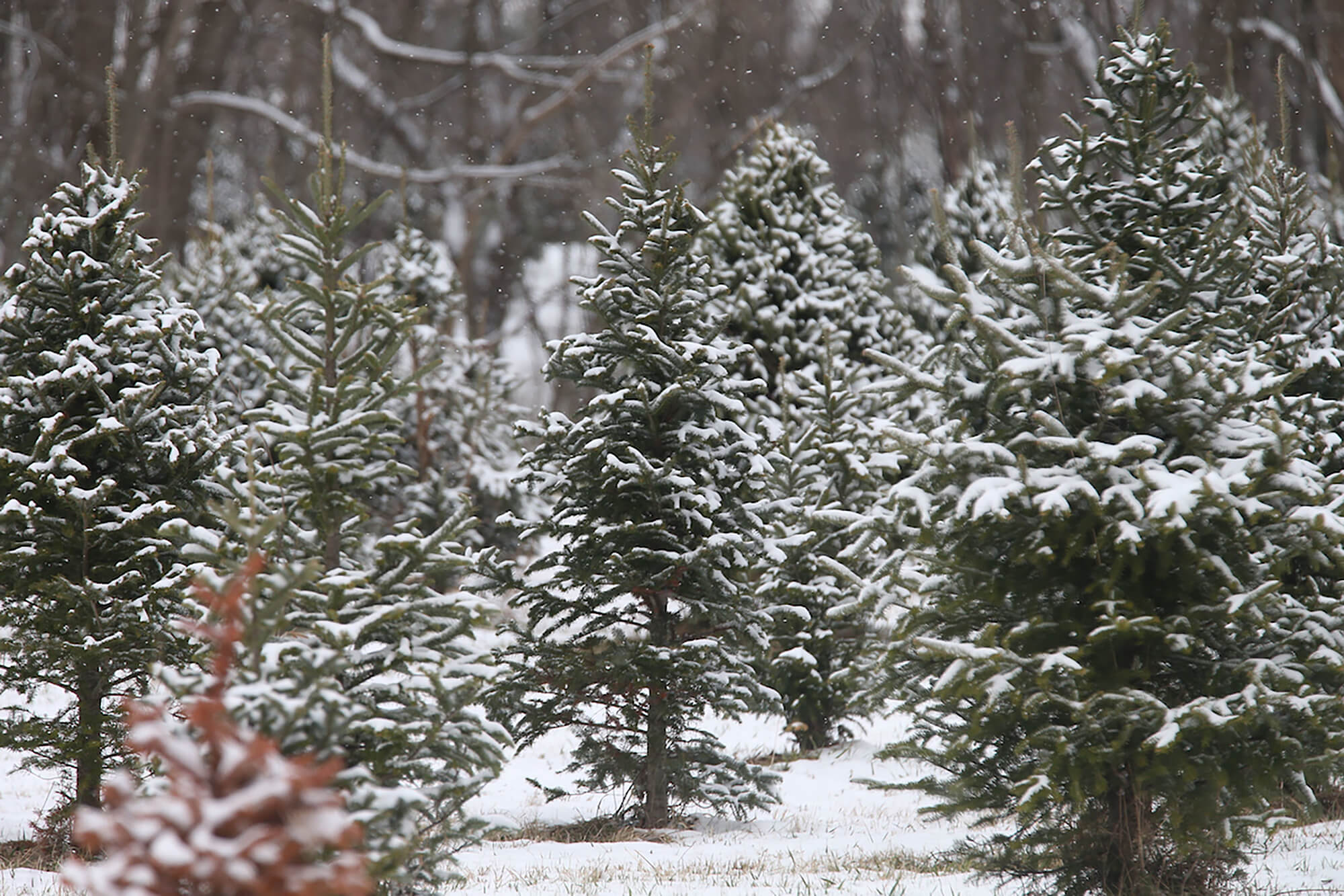 pine trees in snowfall
