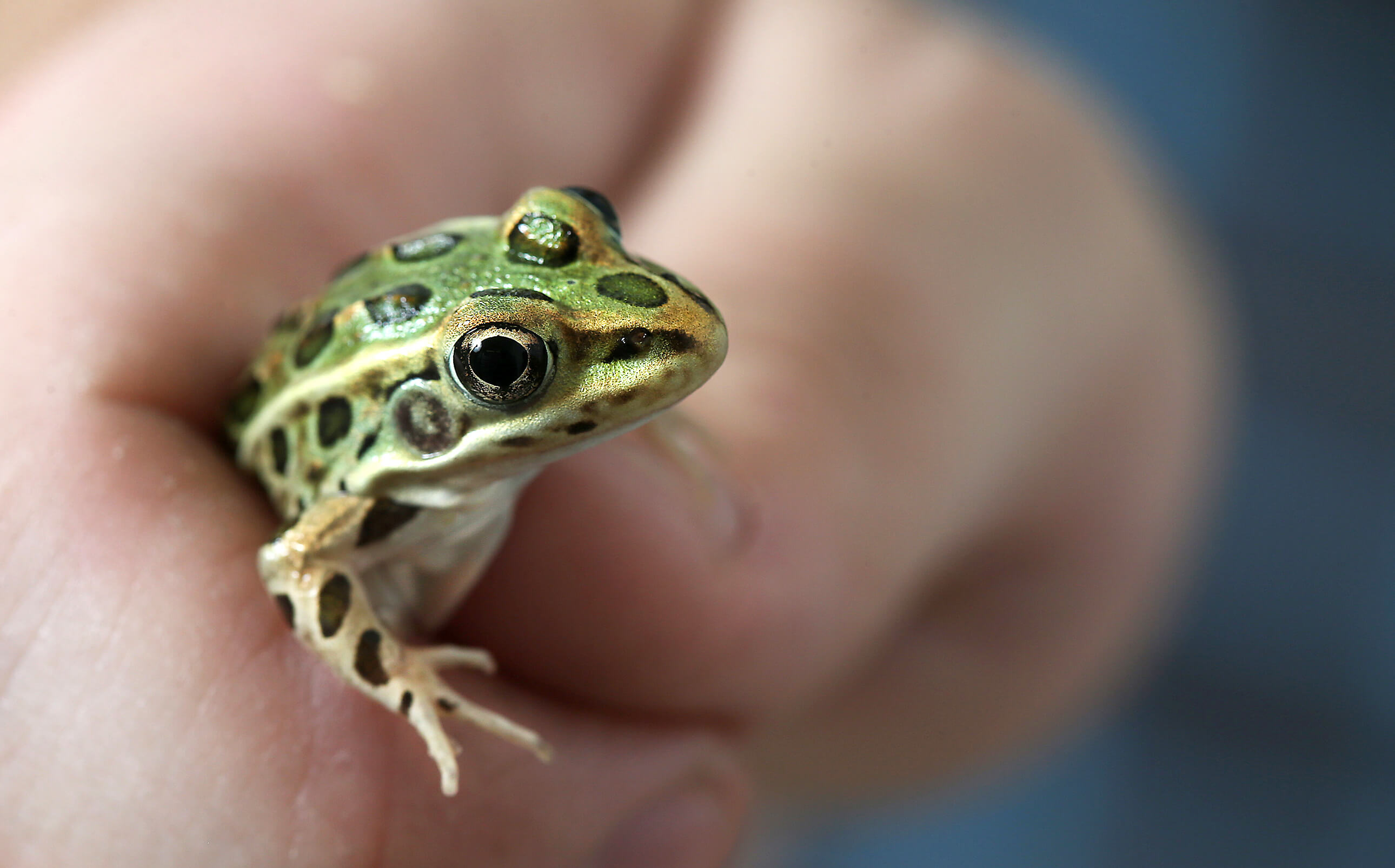 Research led by Purdue University professor Maria Sepúlveda revealed certain chemicals are stunting the growth of amphibians, including the northern leopard frog (shown here)