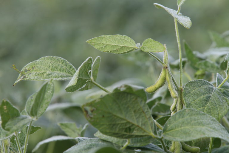 green soybean plant