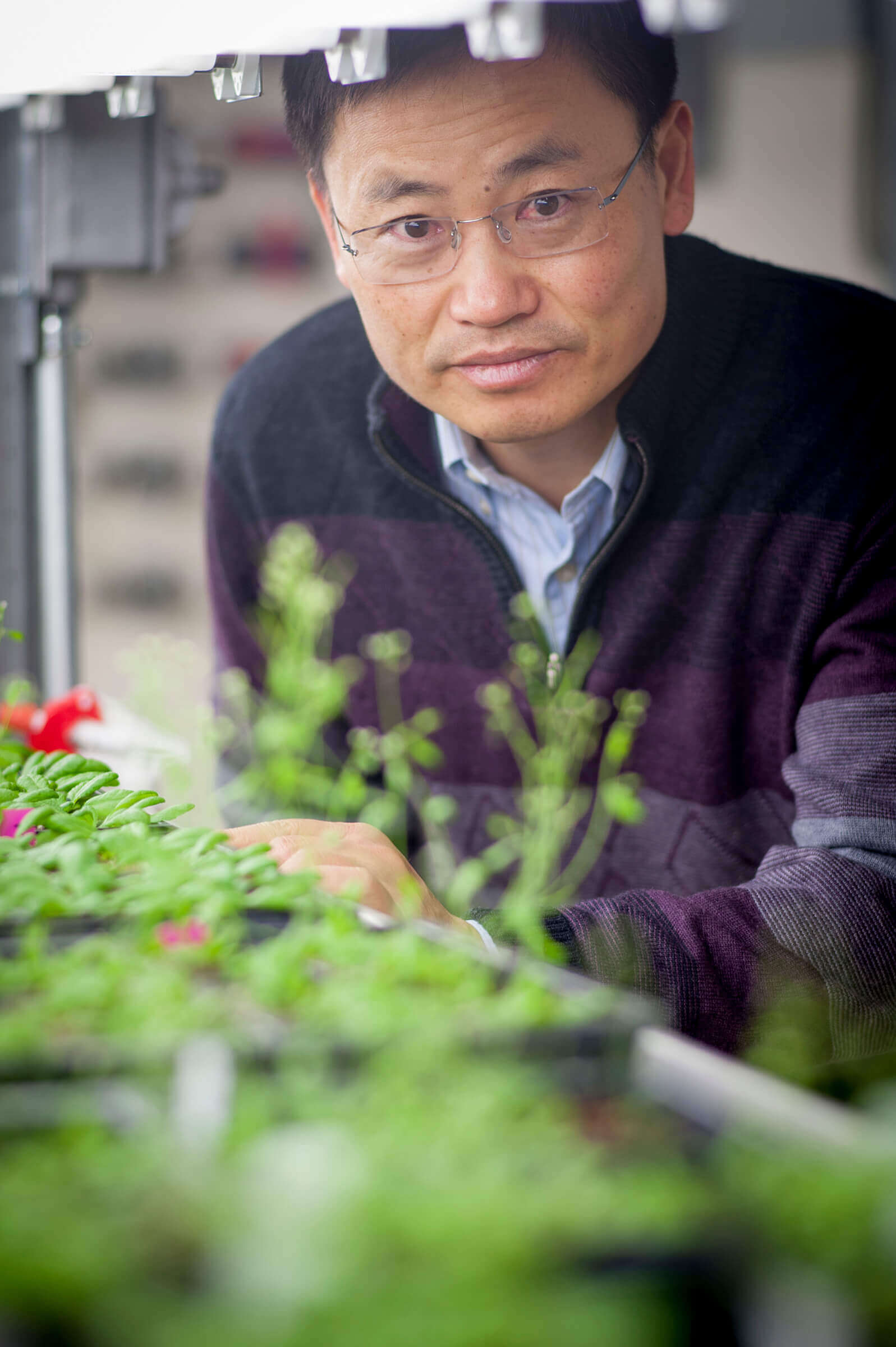 Purdue University researcher Jian-Kang-Zhu 