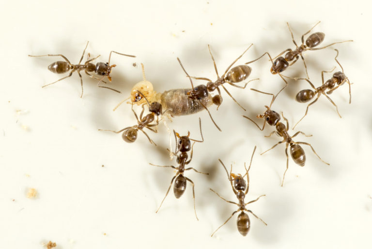 group of ants 