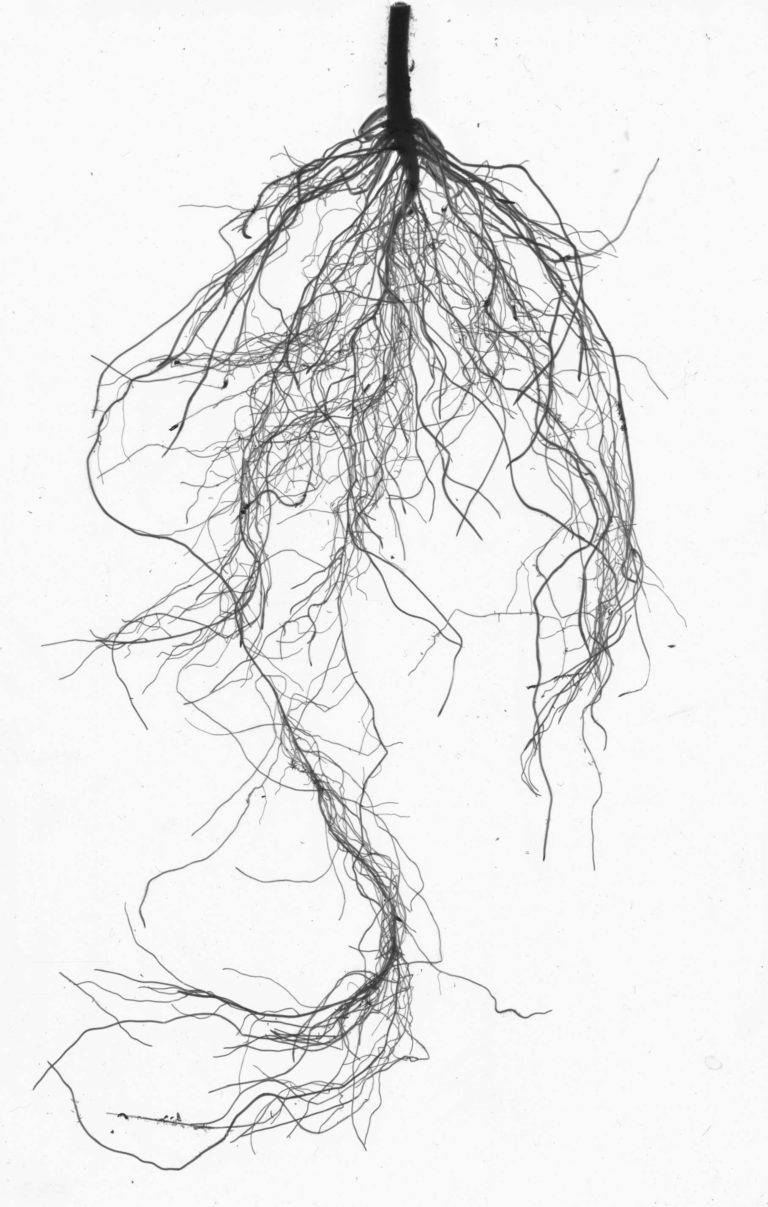 roots of a plant