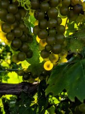 green grapes on the vine 