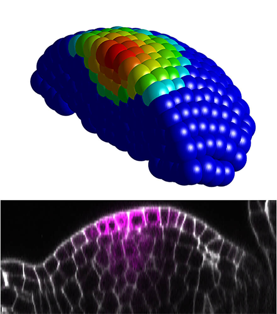 (ABOVE) A 3D computational simulation shows CLAVATA3 (CLV3) expression in a shoot apical meristem of Arabidopsis. The highest gradient is shown in red. (BELOW) The simulation is confirmed using confocal live imaging in an Arabidopsis shoot apical meristem, with the brightest purple signifying high CLV3 gradient.
