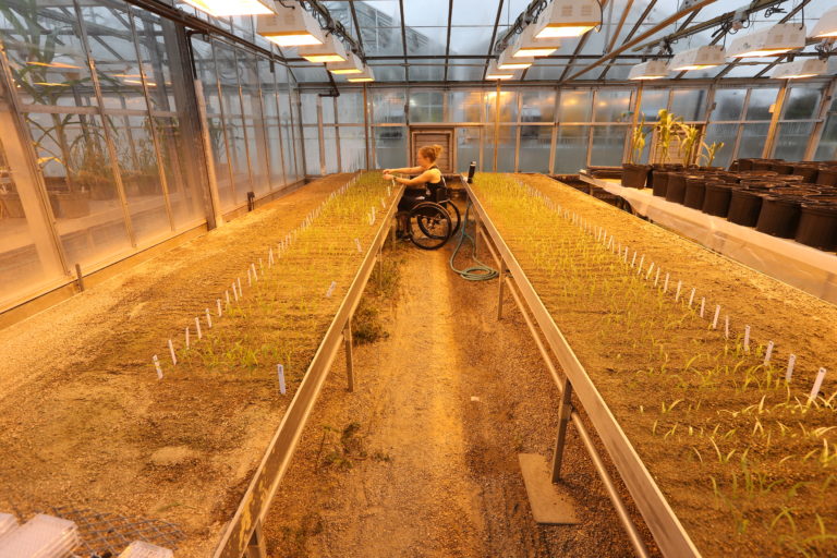woman in wheelchair working in a greenhouse 