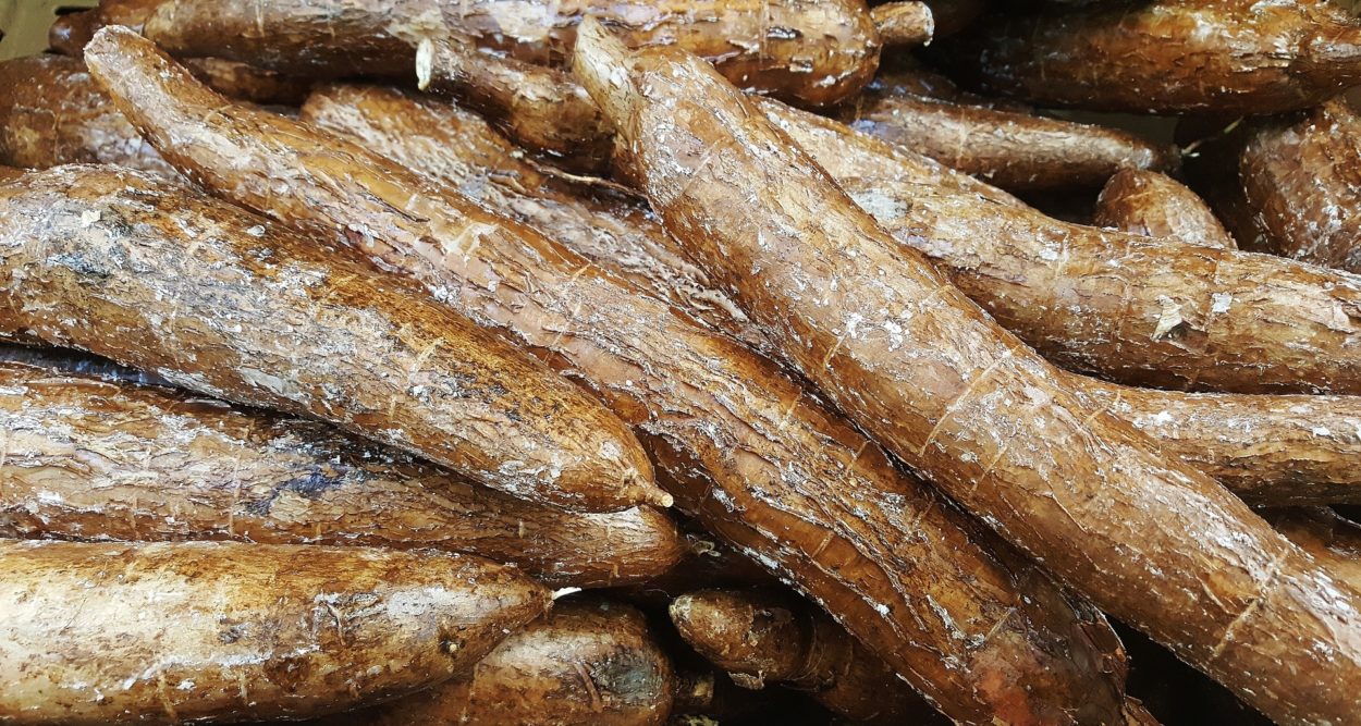yuca or cassava root 
