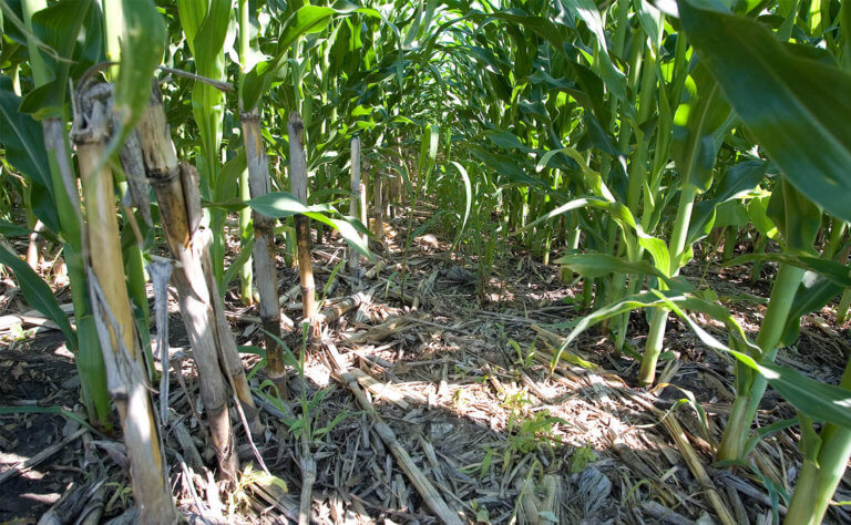 cornfield plantation