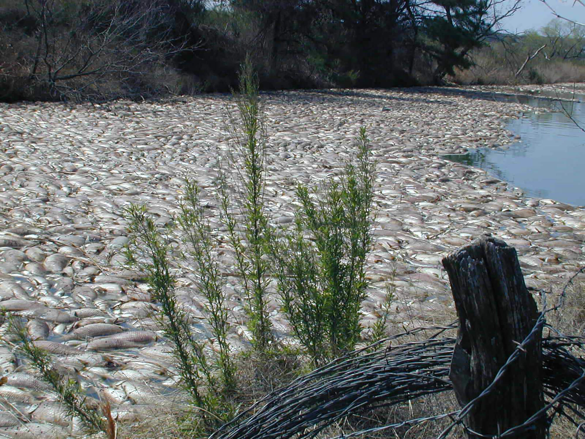 A toxic algae bloom led to more than 5 million fish killed at Lake Granby in Texas in 2003. Purdue University’s Jennifer Wisecaver’s work will identify the genetic mechanisms associated with toxicity to better predict these deadly events. (Photo courtesy Gary Turner/Brazos River Authority)