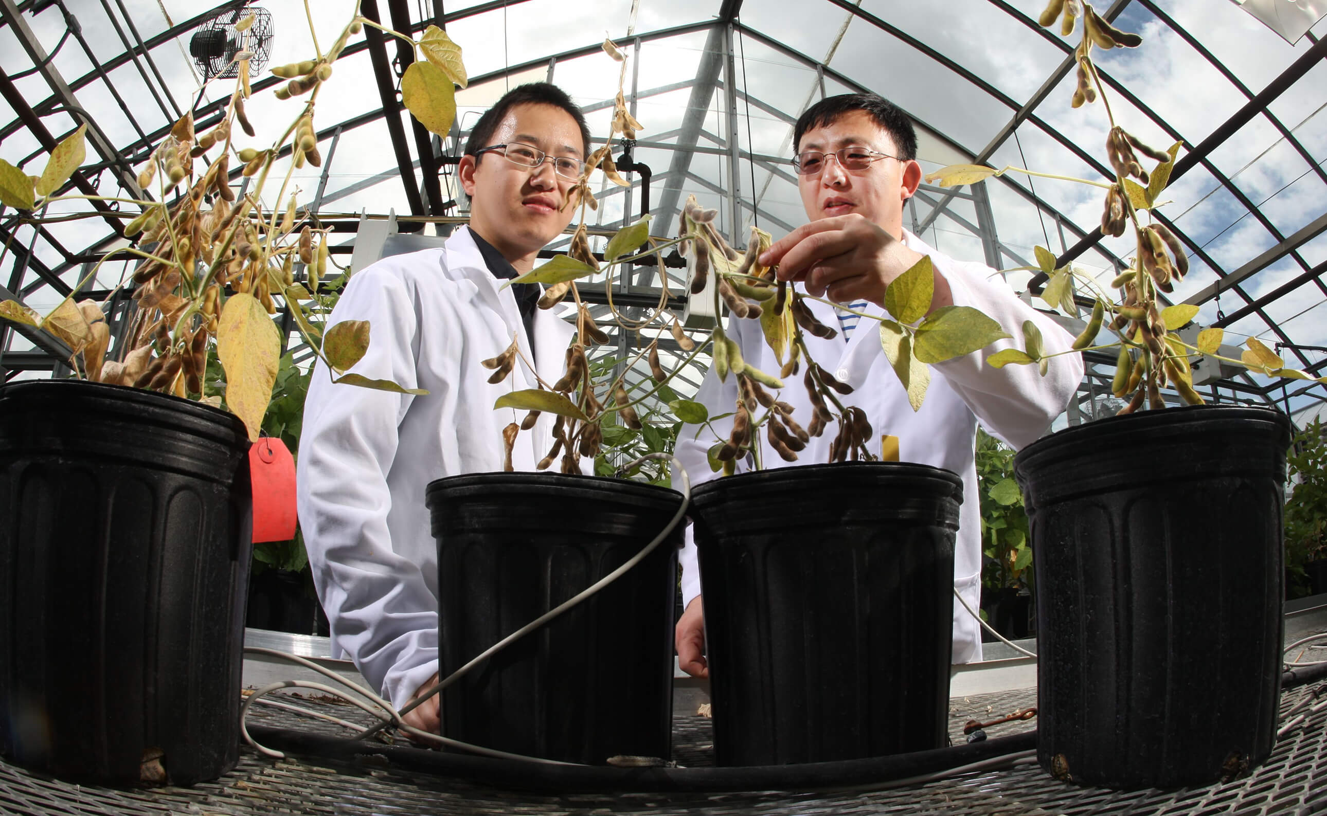 In this 2014 photo, Doctoral student Jieqing Ping, at left, and agronomy professor Jianxin Ma examine soybean stem architecture in a greenhouse at Purdue. Dr. Ping is currently a Senior Scientist at BASF. 