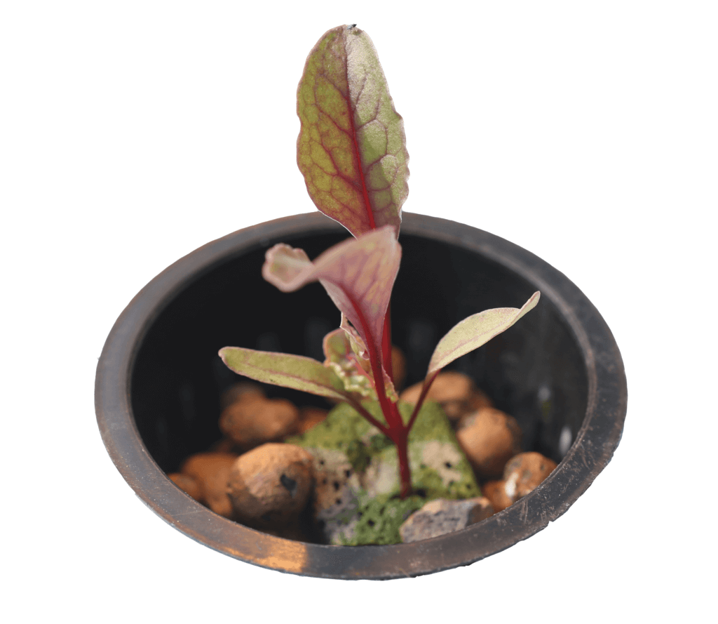 image of a plant in a pot