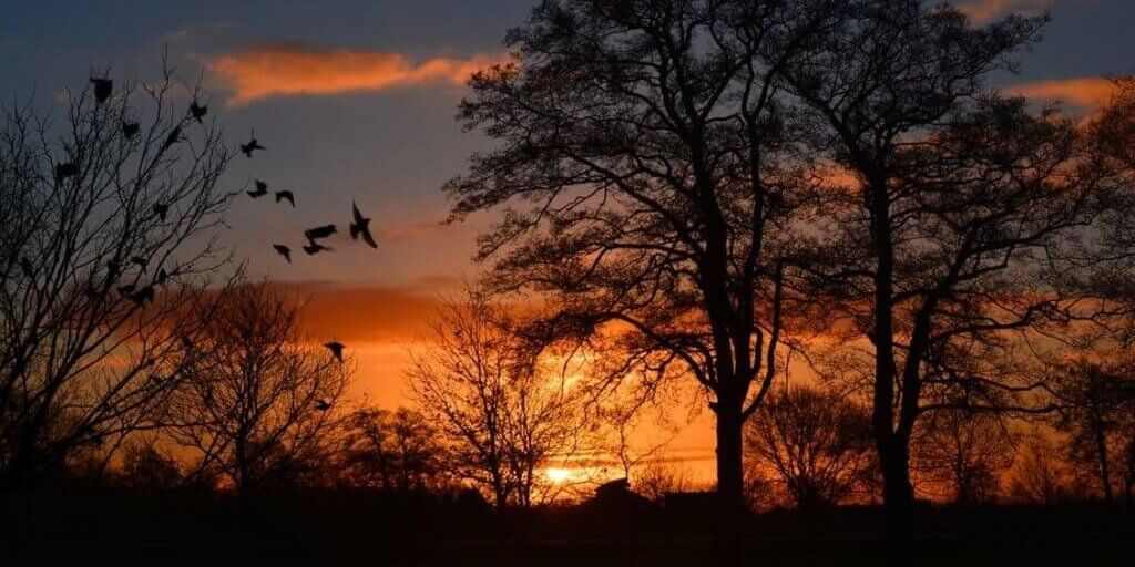 sunrise with some trees and birds