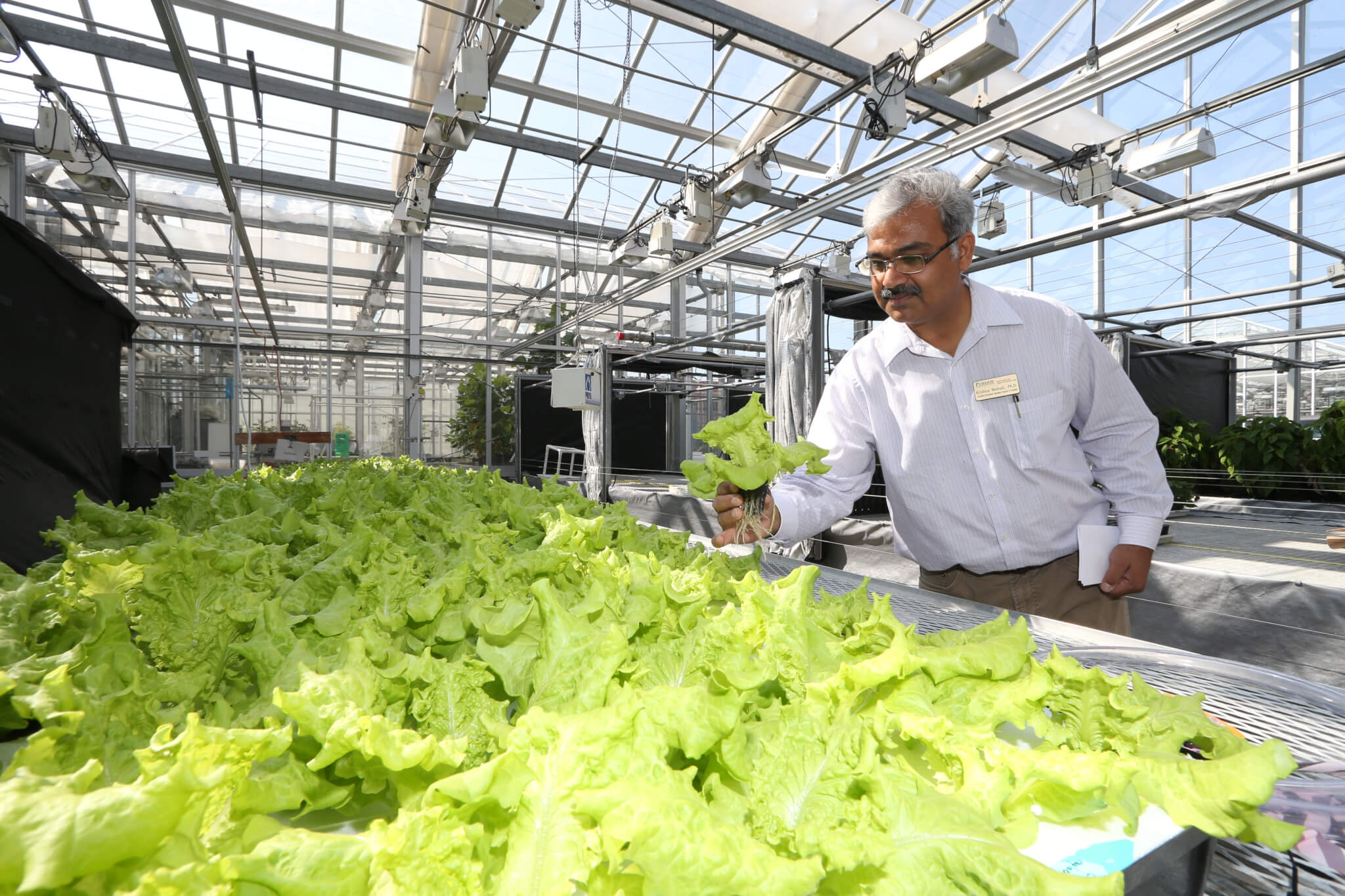 man  working with lettuce in greenhouse