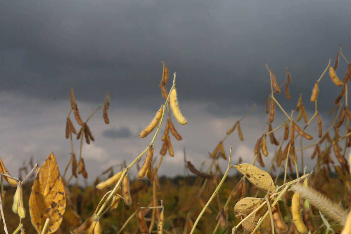 soybean field 