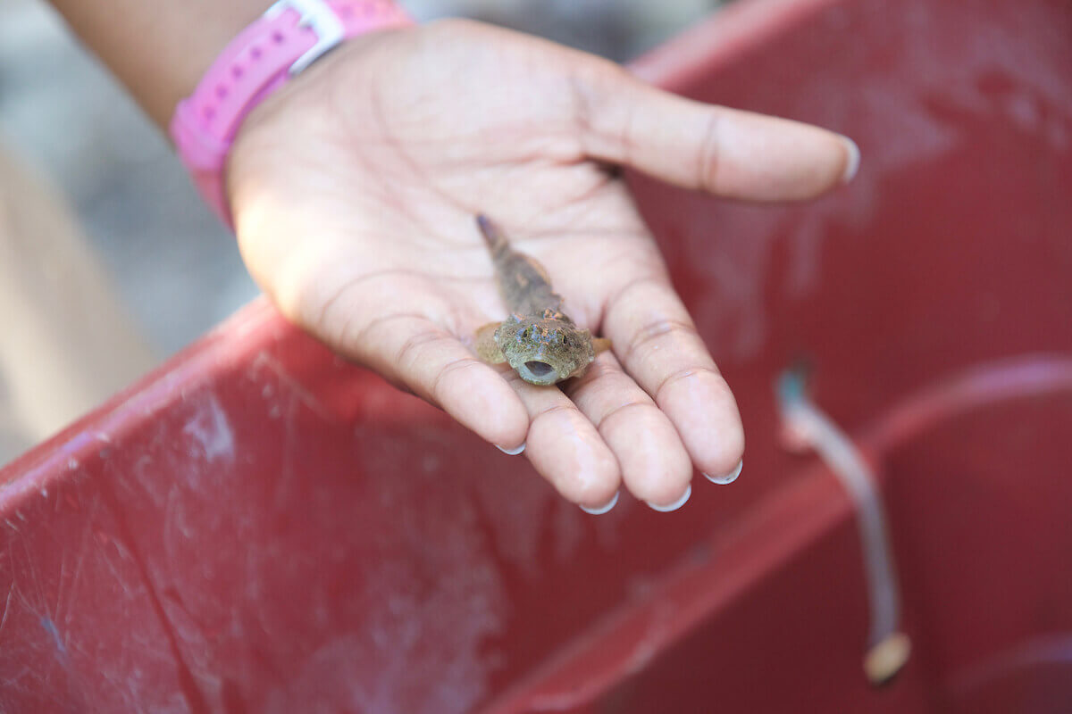 hand showing a small fish that is about to die because the water scarcity  