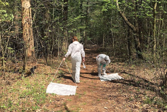 Scientists from Purdue's Tick INsiders program, Lauren Hagen (left) and Maria Muriga (right), drag and check tick cloths at Tippecanoe River State Park in 2018. The program is looking for high school students and citizen scientists interested in helping with tick collections this year. (Tick INsiders photo)