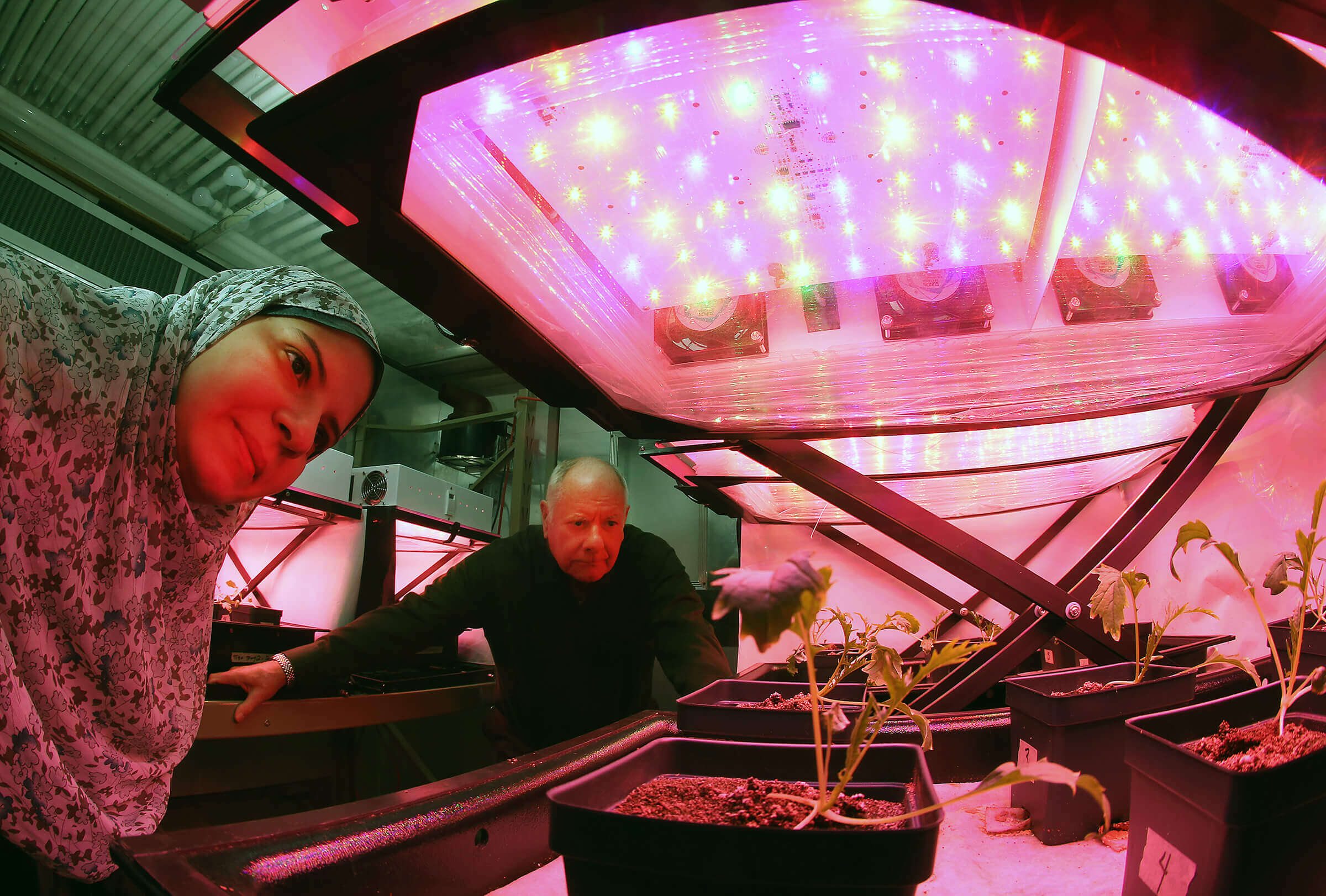 Cary Mitchell and his graduate student, Asmaa Morsi, monitor the growth of mizuna plants (much like arugula) in a growth chamber on the Purdue University campus. (Purdue University photo by Tom Campbell)