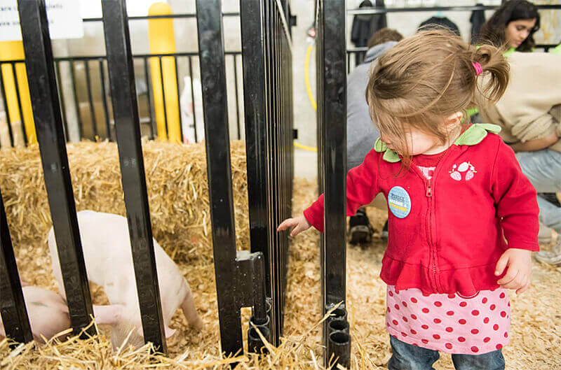 Spring Fest will feature many interactive events, including the Boiler Barnyard, where attendees can meet livestock.
