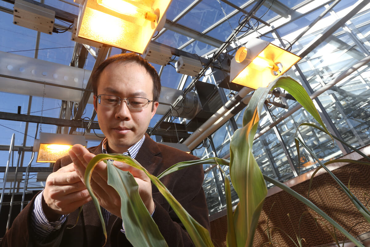 Jin observing a plant in greenhouse