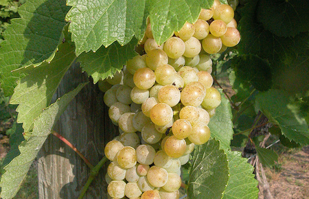 A Traminette grape cluster. (Courtesy photo)