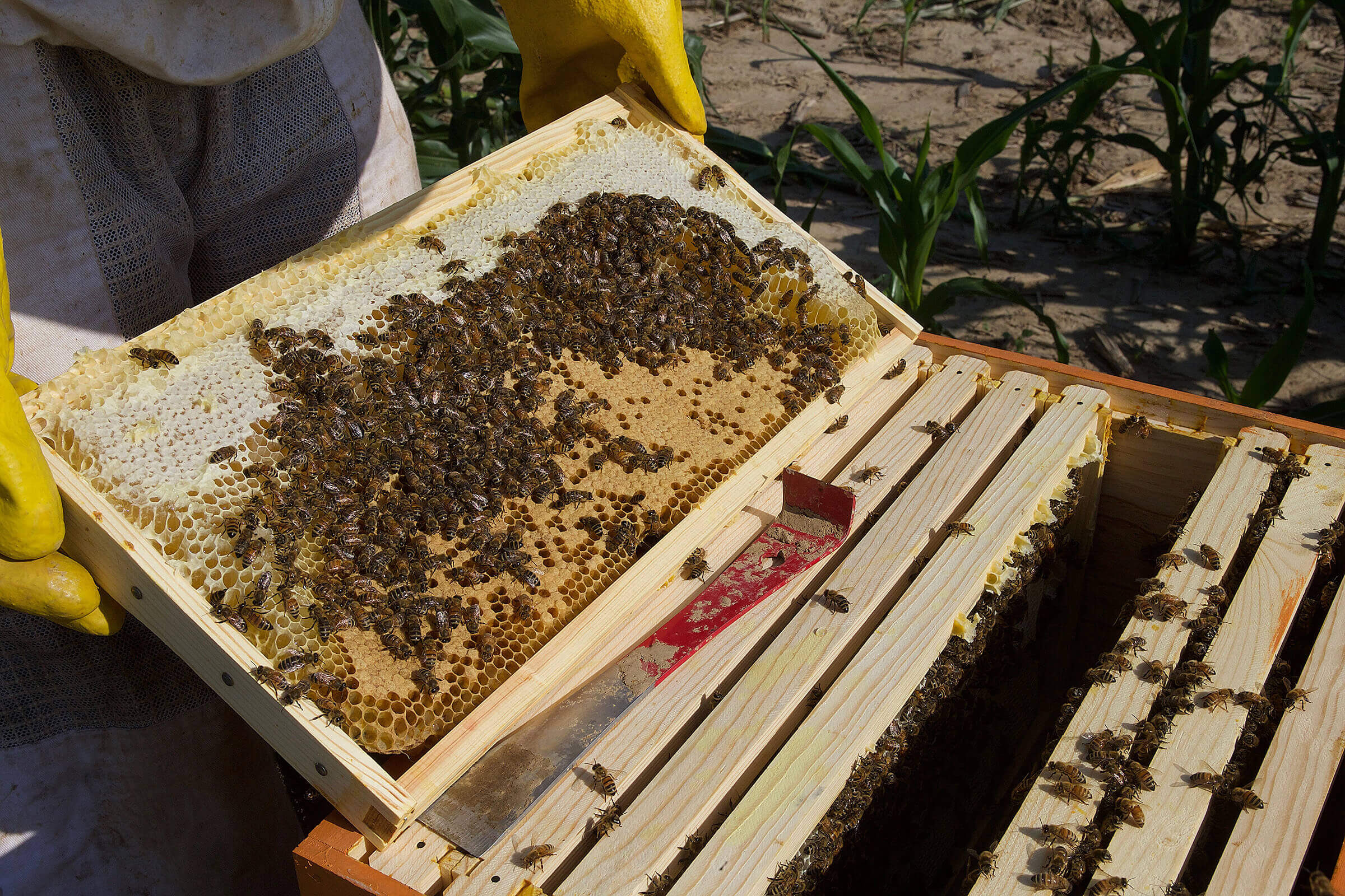 The Beescape online tool will allow beekeeper and anyone who provides refuge and forage for pollinators to assess the safety and suitability of an apiary’s location. (Purdue College of Agriculture photo)